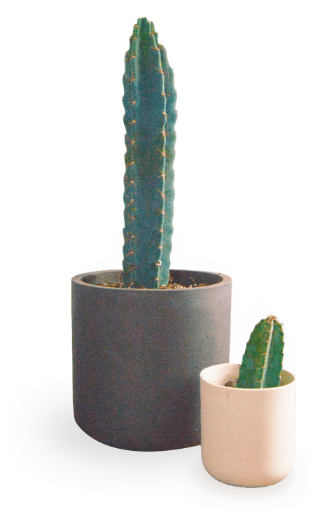 mini and big cactus