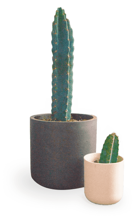 mini and big cactus